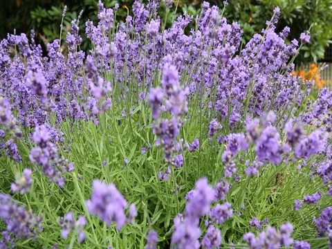 Blue flowers closeup meadow bee working summer Stock Footage 78291515