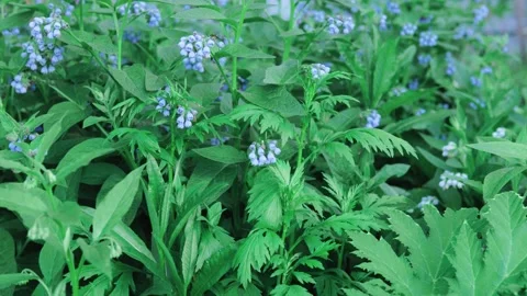 Blue flowers Comfrey officinalis close-up Stock Footage 132211610
