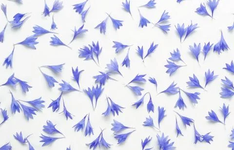 Blue flowers cornflowers pattern on white background. top view.  Stock Photos