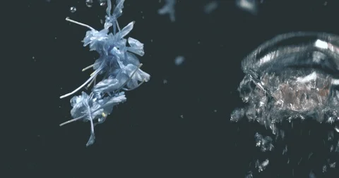 Blue flowers dancing in the water Stock Footage 128146674