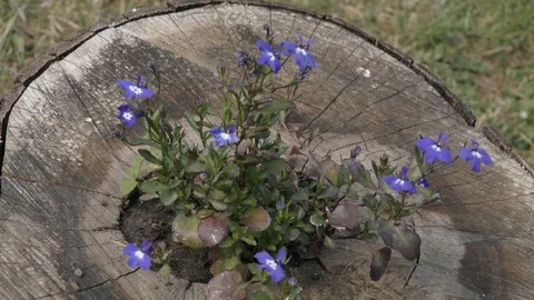 Blue flowers decoration close up 動画素材 101455593