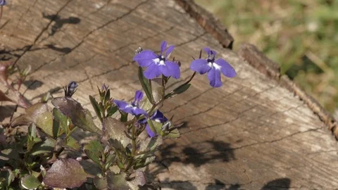 Blue flowers decoration close up Stock Footage 101456527