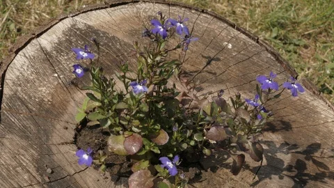Blue flowers decoration close up Stock Footage 101456531