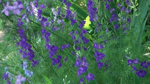 Blue flowers develop on wind Stock Footage 39718733