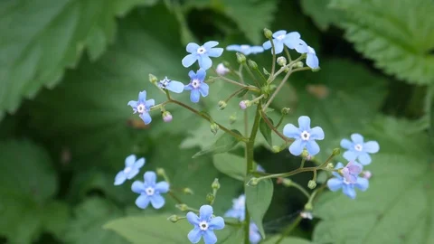 Blue Flowers in Field 스톡 동영상 127618732