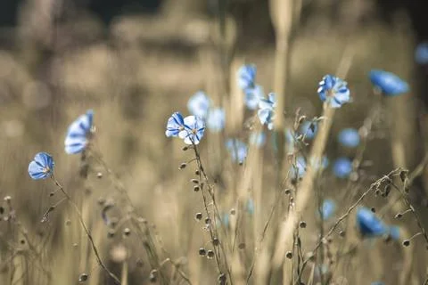 Blue flowers in a field. Stock Photos