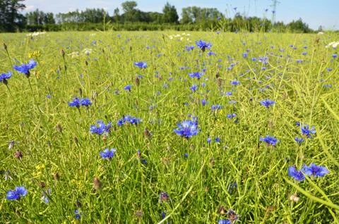 Blue flowers in fields Stock Photos