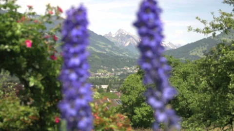 Blue Flowers, Focus Pull. Video stock 27563465