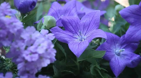 Blue flowers Stock Footage 8523282
