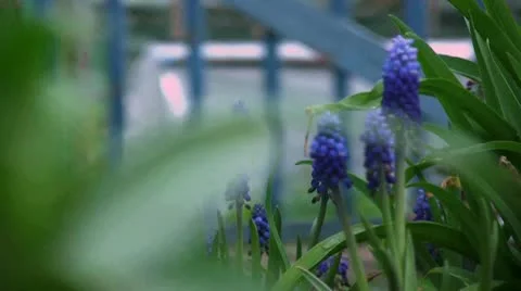 Blue flowers Video stock 9571712