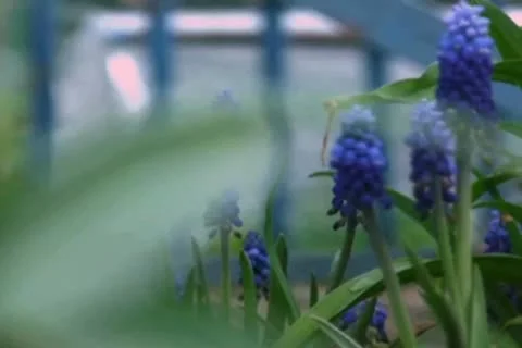 Blue flowers Video stock 10610070