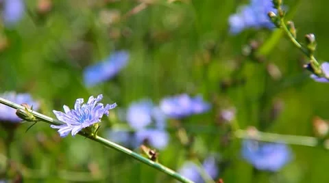 Blue flowers Stockbeeldmateriaal 10833645