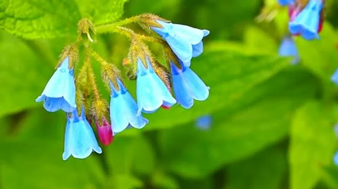Blue flowers Vídeo Stock 11297158
