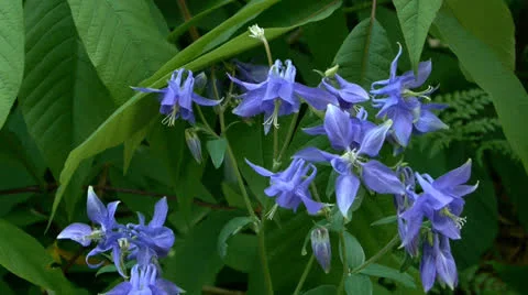 Blue flowers Stock Footage 23108152