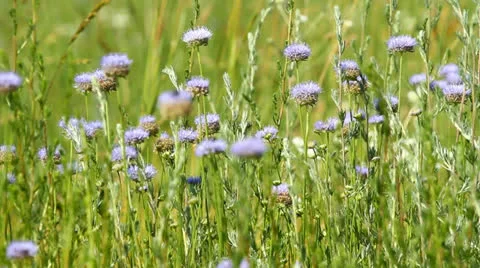 Blue Flowers Stock Footage 25014096