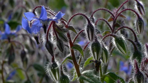 Blue flowers Stock Footage 35571270
