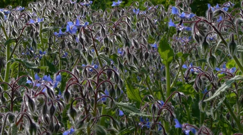 Blue flowers Stock Footage 35596064