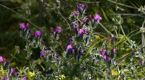 Blue flowers Stock Footage 35597206