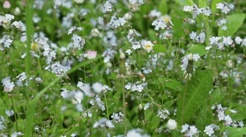Blue flowers Stock Footage 35756738