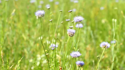 Blue flowers Stock Footage 37101977