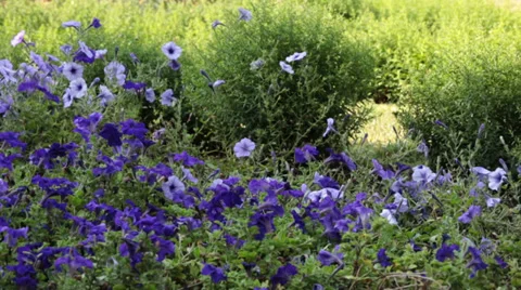 Blue flowers 스톡 동영상 38533240