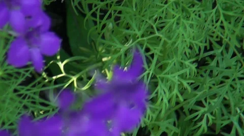 Blue flowers Stock-Footage 39718815
