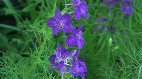 Blue flowers Stock Footage 39718951