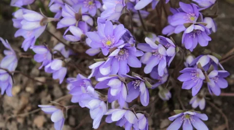 Blue Flowers Stock Footage 48249612