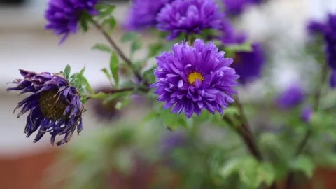 Blue Flowers Stockbeeldmateriaal 83861517