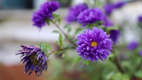 Blue Flowers Stockbeeldmateriaal 83862417