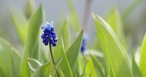 Blue flowers Stock Footage 132603268