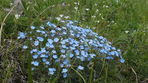Blue flowers Vídeos de archivo 134332845