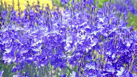 Blue flowers Vídeo Stock 137425852