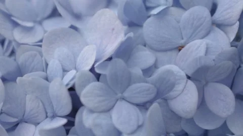 Blue Flowers Stock Footage 144190487
