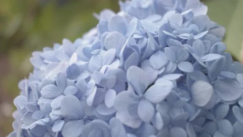 Blue Flowers Stock Footage 144190490