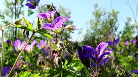 Blue flowers forest geranium swaying in the wind. Stock Footage 68447066