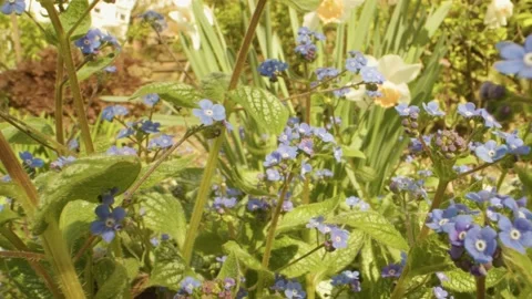 Blue Flowers, forget me not flowers, Myositis, push out movement laowa lens Stock Footage 161409024