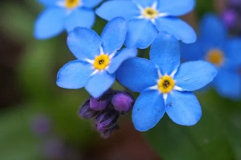 Blue flowers forget-me shot macro Stock Photos