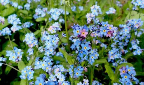 Blue flowers in the garden background Stock Photos
