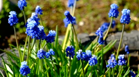 Blue flowers in the garden Stock Footage 63108564