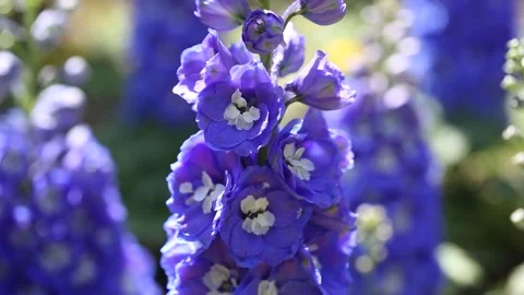 Blue flowers in the garden Stock-Footage 310355589
