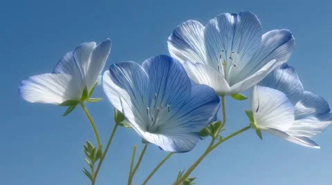 Blue flowers gently sway under a bright blue sky Stock Footage 314648976
