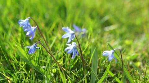 Blue flowers in grass Stock Footage 49091620