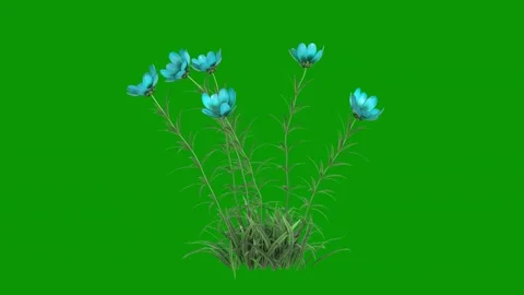 Blue flowers green background three green screen animated chromakey background Stock Footage 314066844