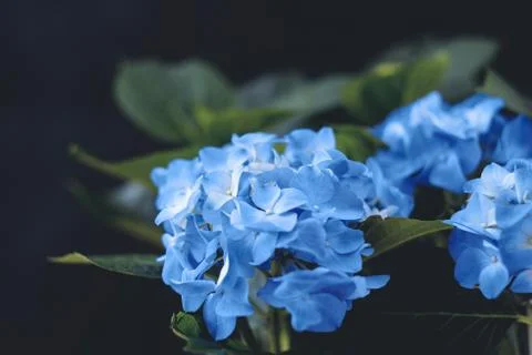 Blue flowers of hydrangea on black background, close up Foto stock