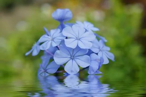 Blue flowers Stock Illustration