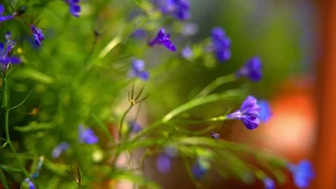 Blue flowers in interior decoration Stock Footage 70533027