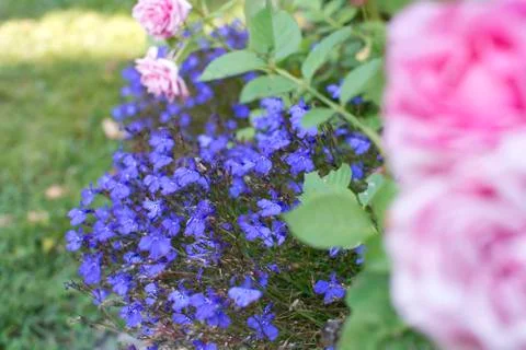 Blue flowers lobelia Stock Photos