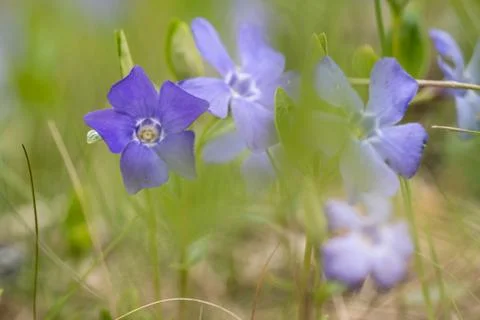 Blue flowers at low perspective Stock Photos