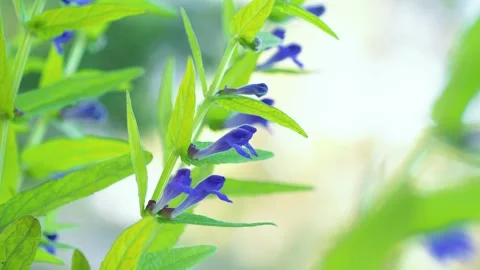 Blue flowers of Marsh skullcap Stock Footage 320417771